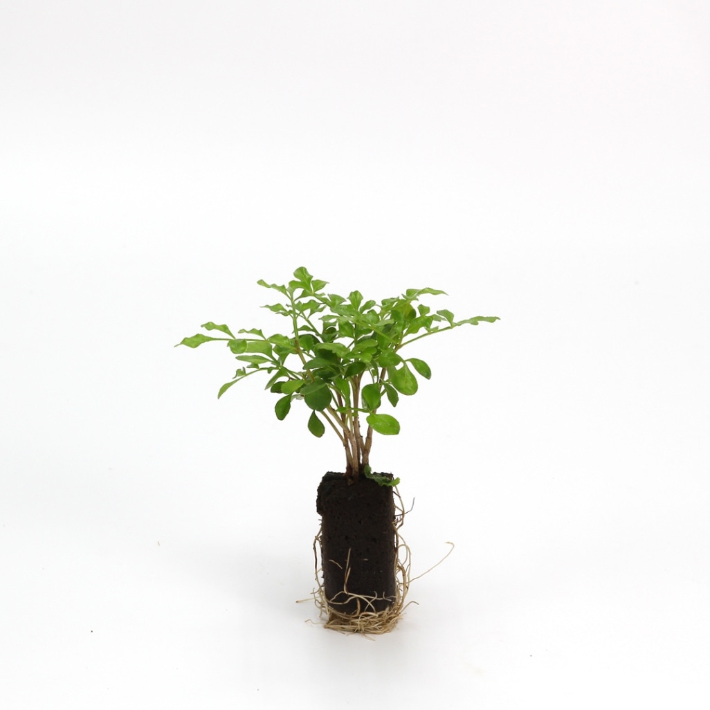 オアシス苗　シマトネリコ