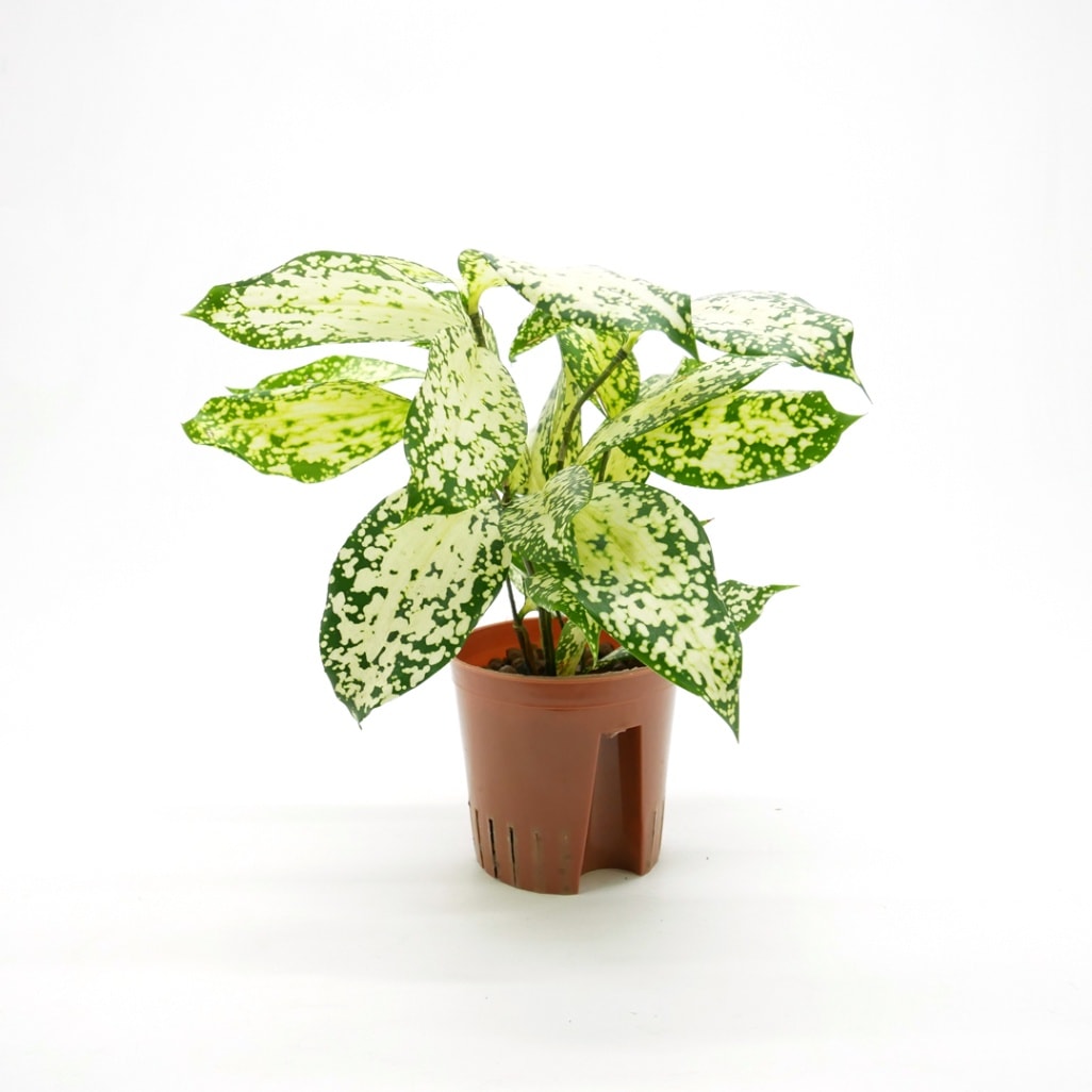 ハイミニ苗（9Φ・３号）ドラセナ　スルクロサ　フロリダビューティー