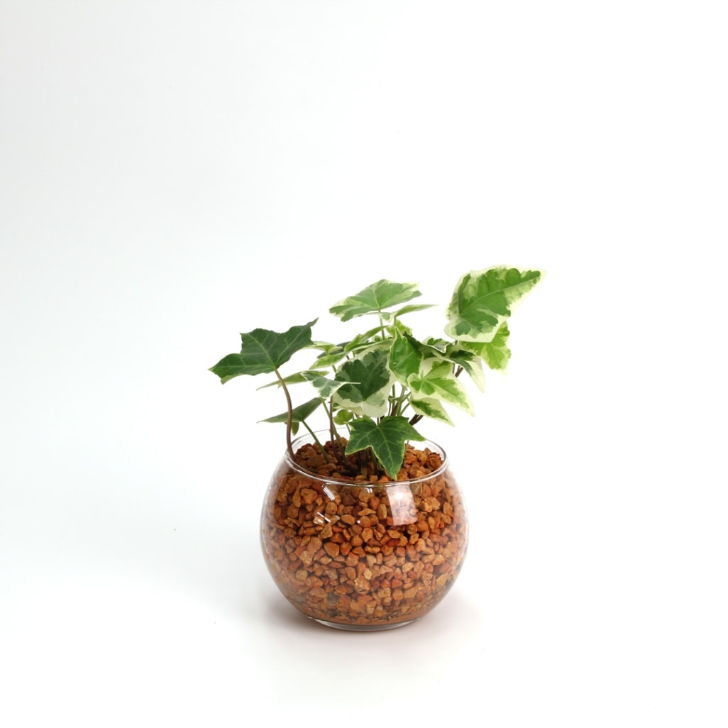 バルンボール100　ピュアライト植え　オレンジ　【ヘデラ】販売時期：12月頃-5月頃