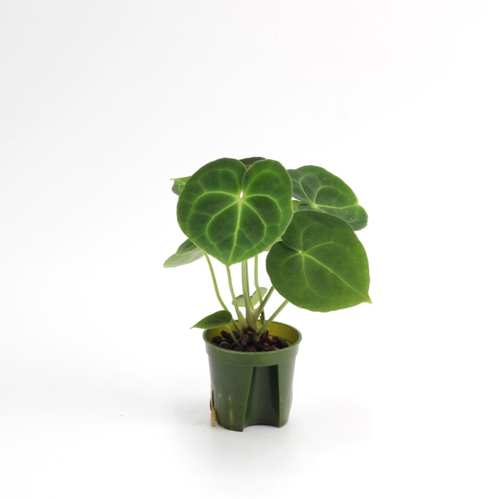 キュート苗（6Φ・2号）アンスリウム　クラリネルビウム