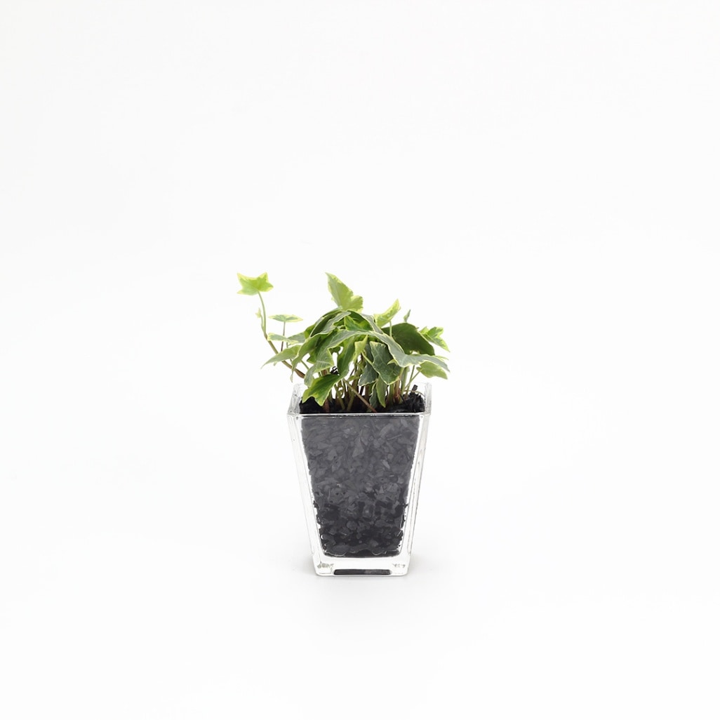 スクエアグラス　炭植え【ヘデラ（アイビー）】販売時期：12月頃-5月頃