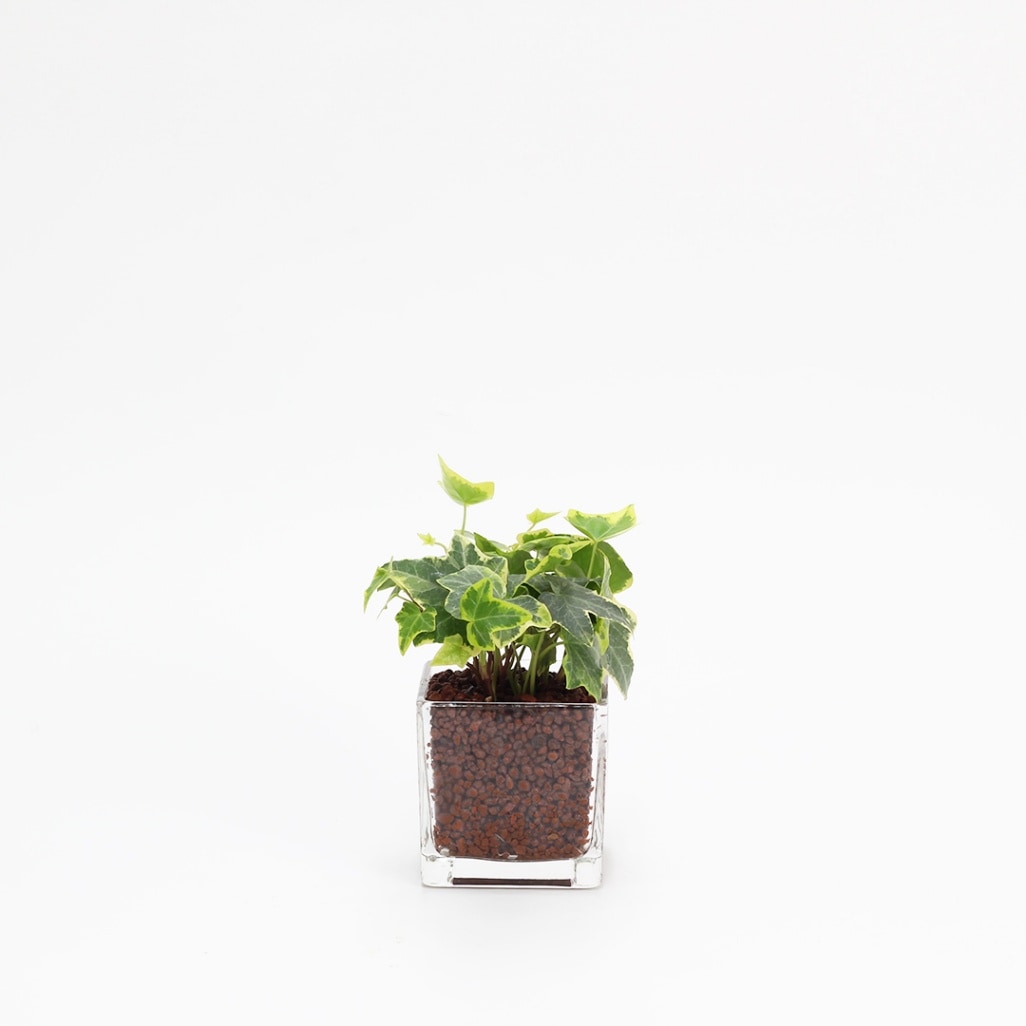 キュートキューブ　ハイドロコーン植え【ヘデラ（アイビー）】販売時期：12月頃-5月頃