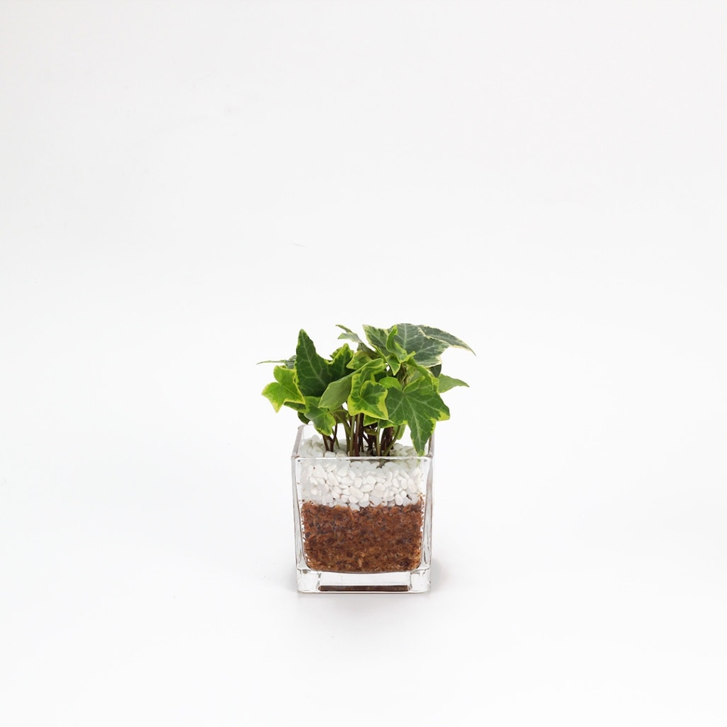 キュートキューブ　エコスギ植え【ヘデラ（アイビー）】販売時期：12月頃-5月頃