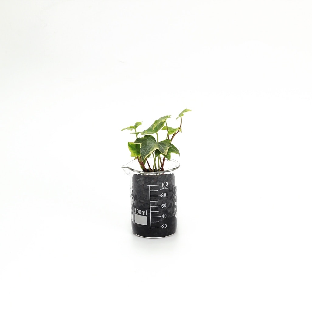 プチビーカーS100ml　炭植え【ヘデラ（アイビー）】販売時期：12月頃-5月頃