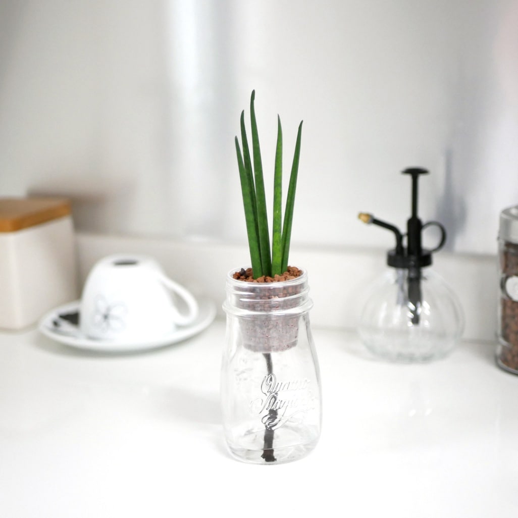 【廃番】ウォータリウム　ロコ　ハイドロコーン植え【サンセベリア バキュラリス】