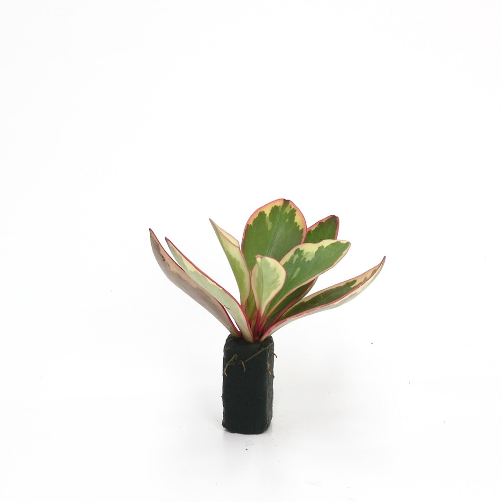 オアシス苗 ペペロミア　ジェリー