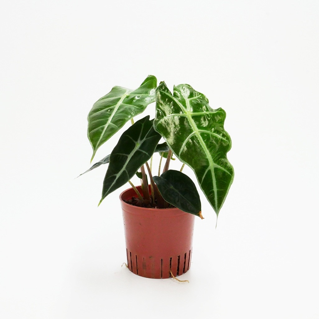 ハイミニ苗（9Φ・３号）　アロカシア　アマゾニカ