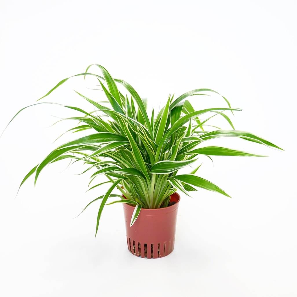 ハイミニ苗（9Φ・３号）　シャムオリヅルラン