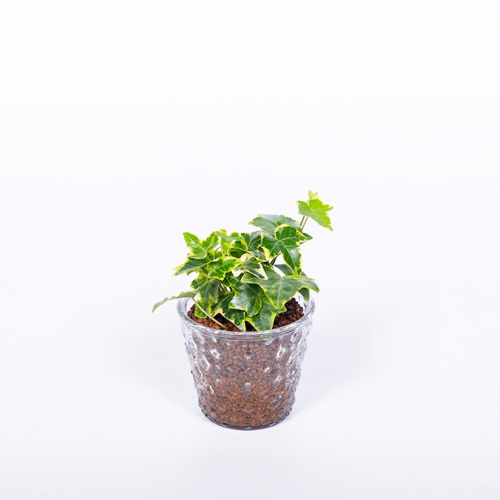 器の素材で選ぶ,ガラスの鉢 | HAOMIRU