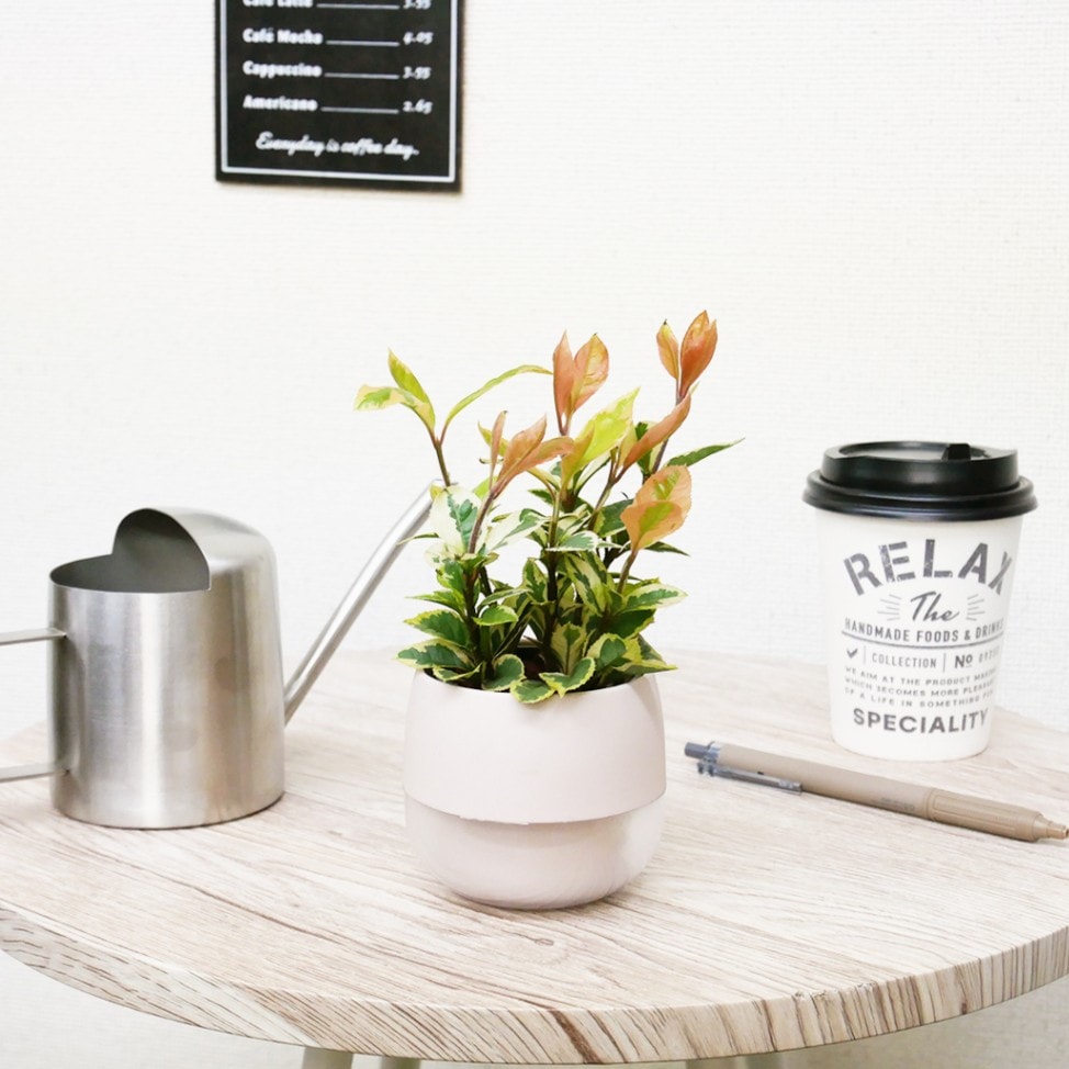 【鉢色選べる】キュートビビスモーキー　【ヤブコウジ】