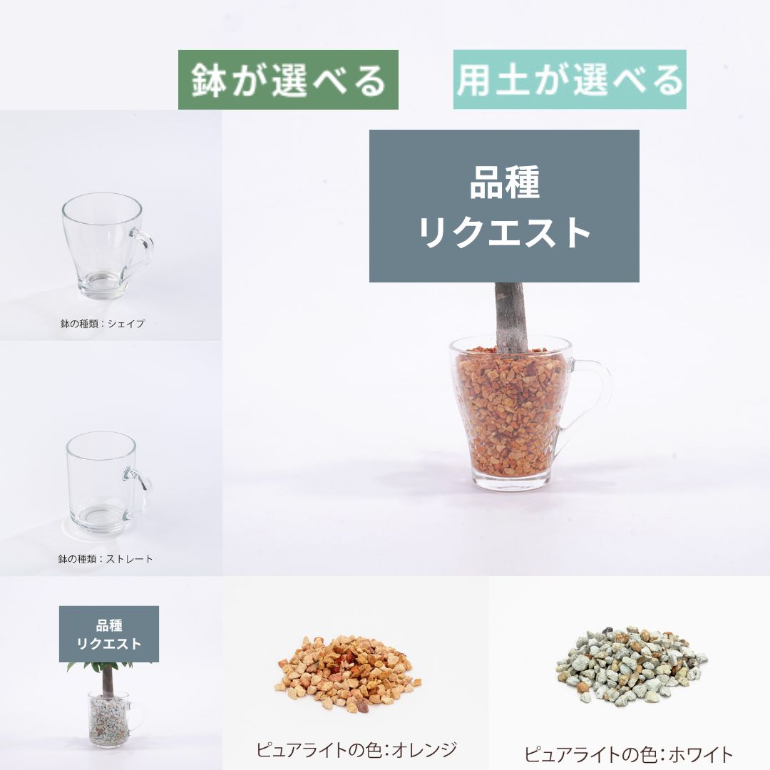 【鉢が選べる・用土の色が選べる・品種リクエスト】グラスマグ　ピュアライト植え