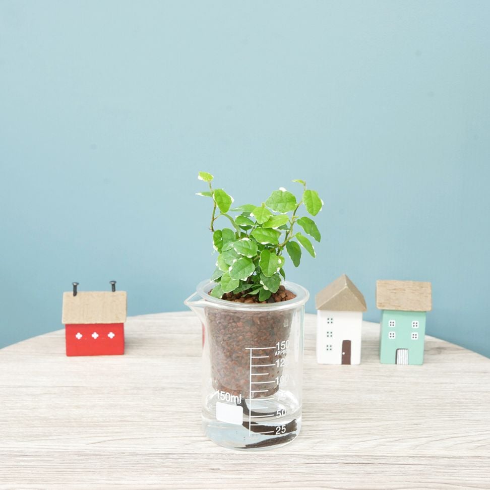 ウォータリウム　ビーカーM　ハイドロコーン植え【プミラ　サニーホワイト】