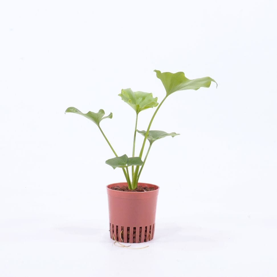 ハイミニ苗（9Φ・３号）フィロデンドロン ホープ