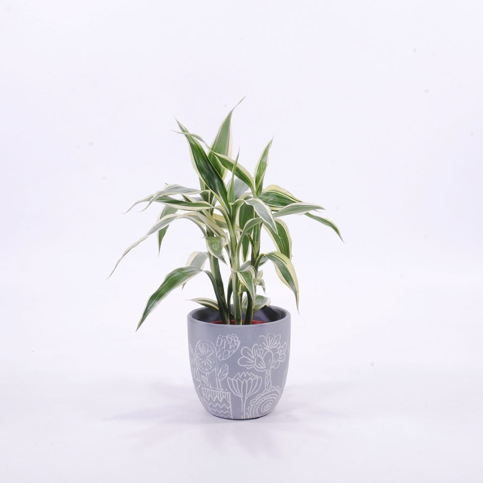 【鉢色選べる】ハイミニブルーメ　【サンデリアーナ　ホワイト】