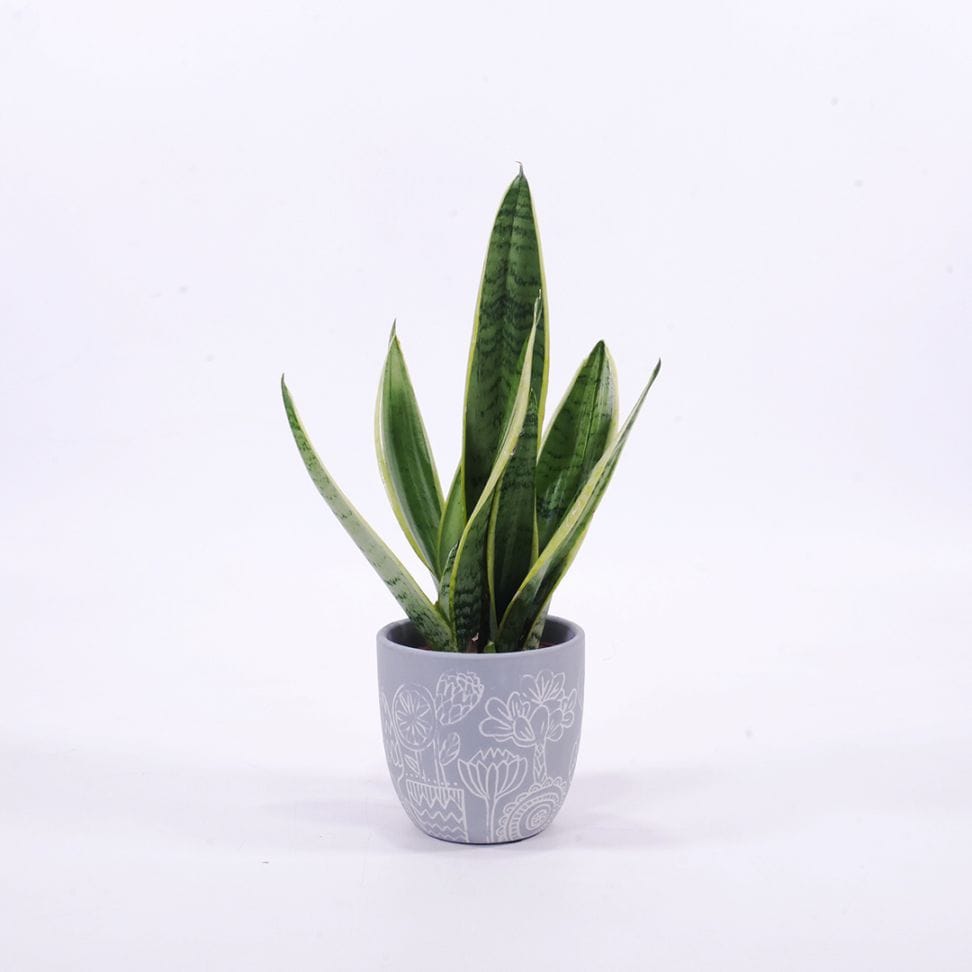 【鉢色選べる】ハイミニブルーメ　【サンセベリア　フツーラ】