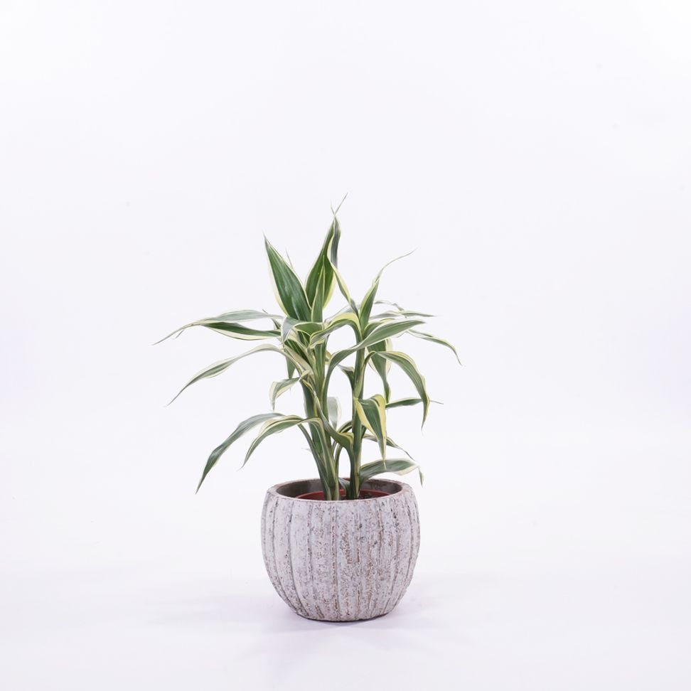 ハイミニテルム　【サンデリアーナ　ホワイト】