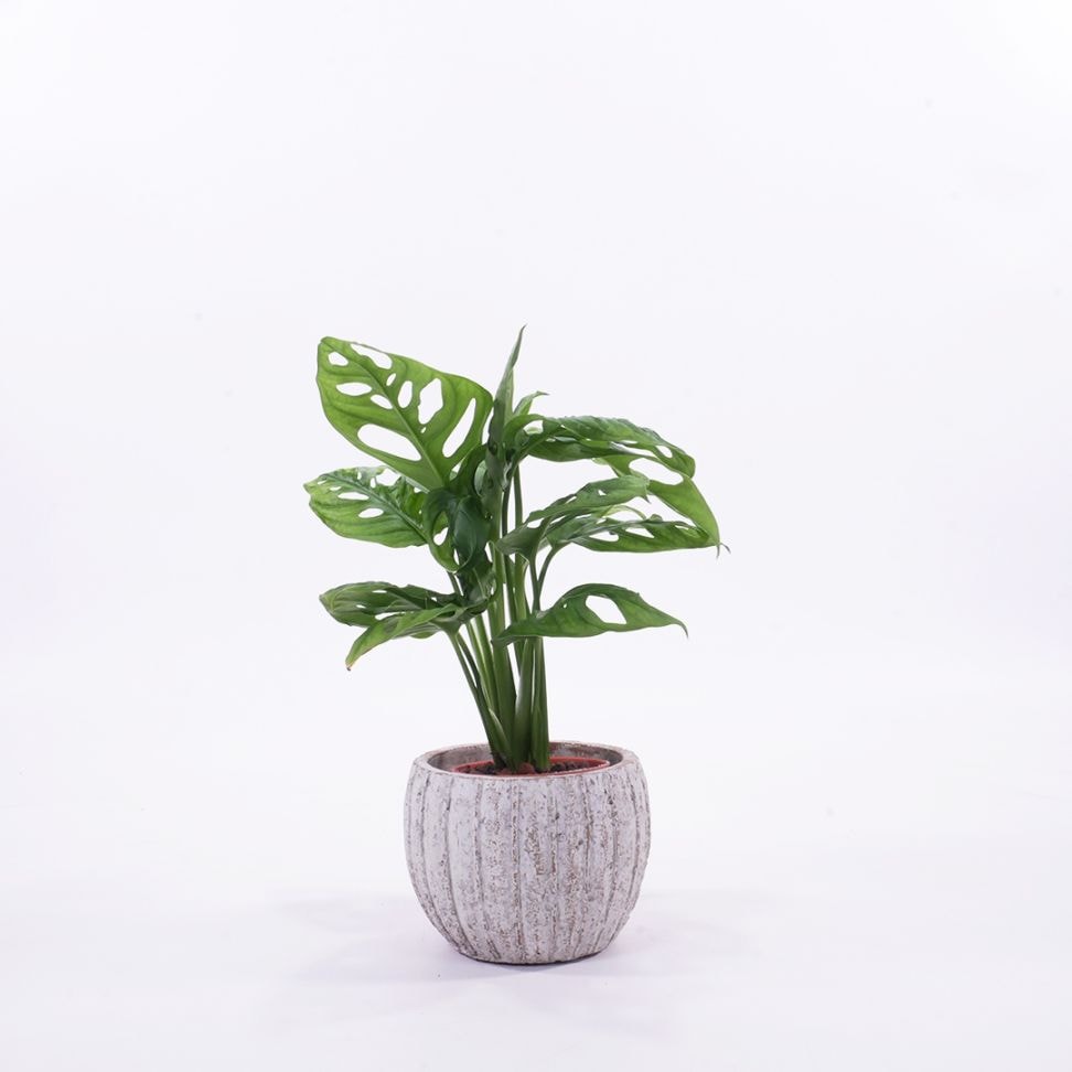 ハイミニテルム　【マドカズラ】