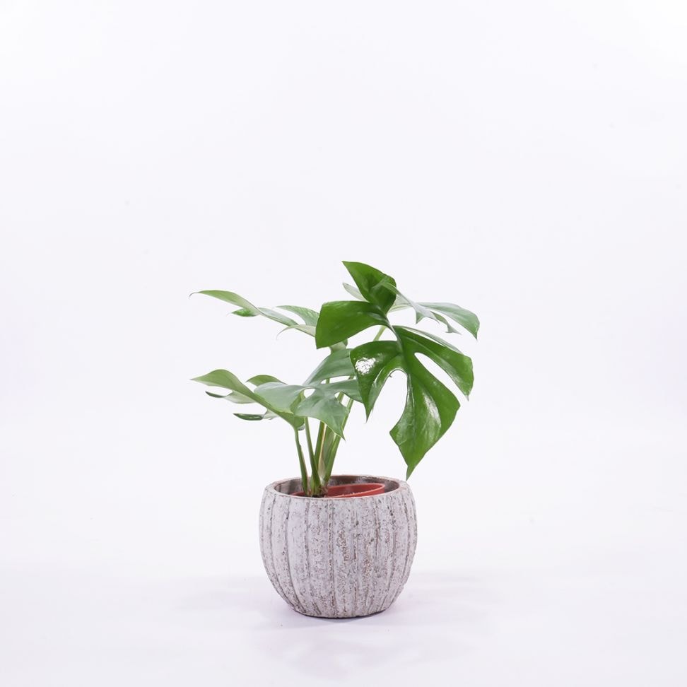 ハイミニテルム　【ヒメモンステラ】