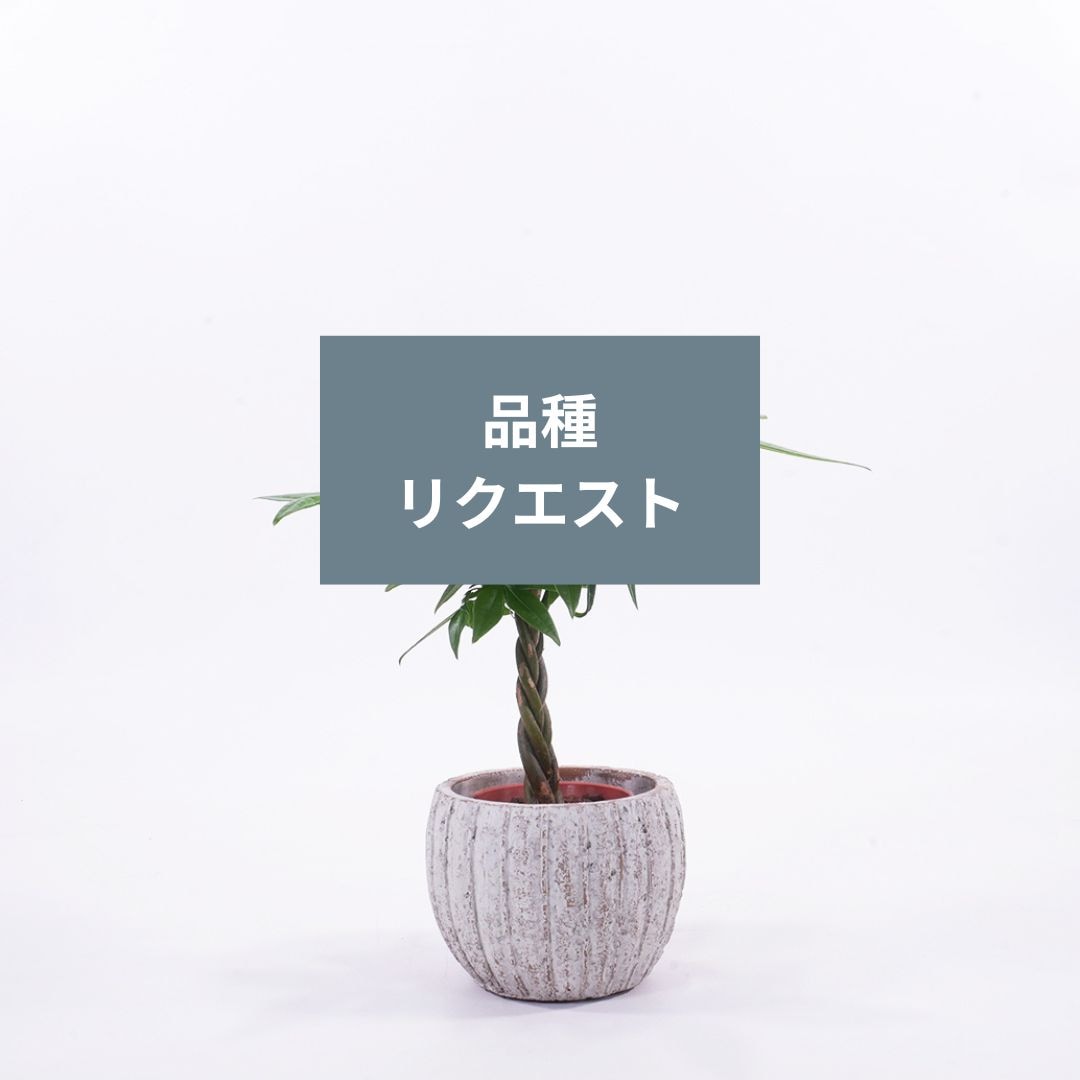 ハイミニテルム　【品種リクエスト】