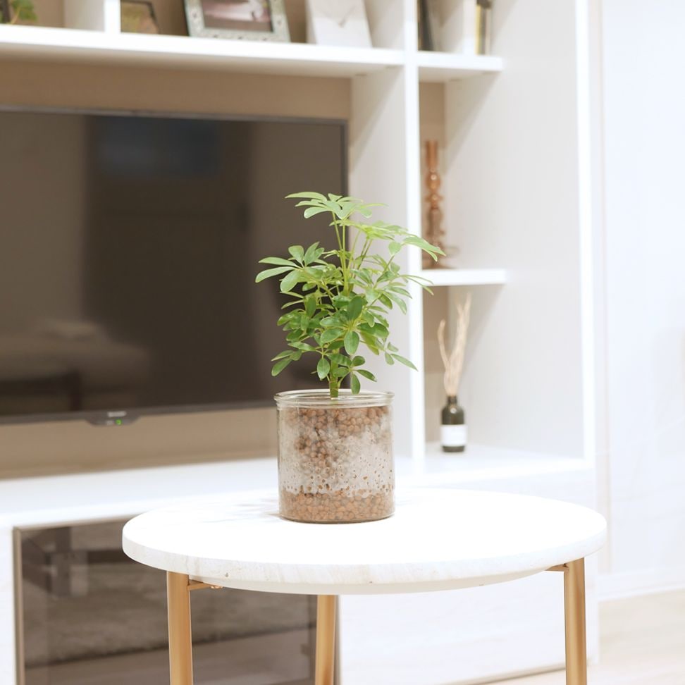 シリンダーベース1212　ハイドロコーン植え　【シェフレラ】