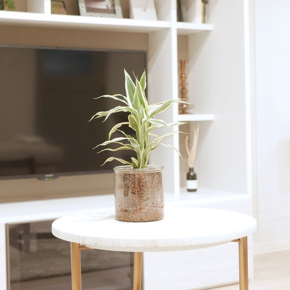 シリンダーベース1212　ハイドロコーン植え　【サンデリアーナ　ホワイト】