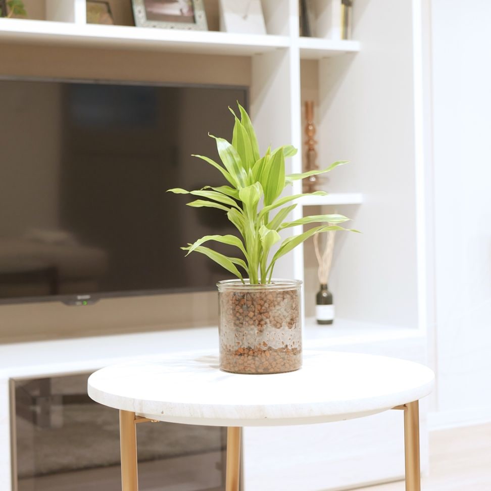 シリンダーベース1212　ハイドロコーン植え　【サンデリアーナ　ゴールド】