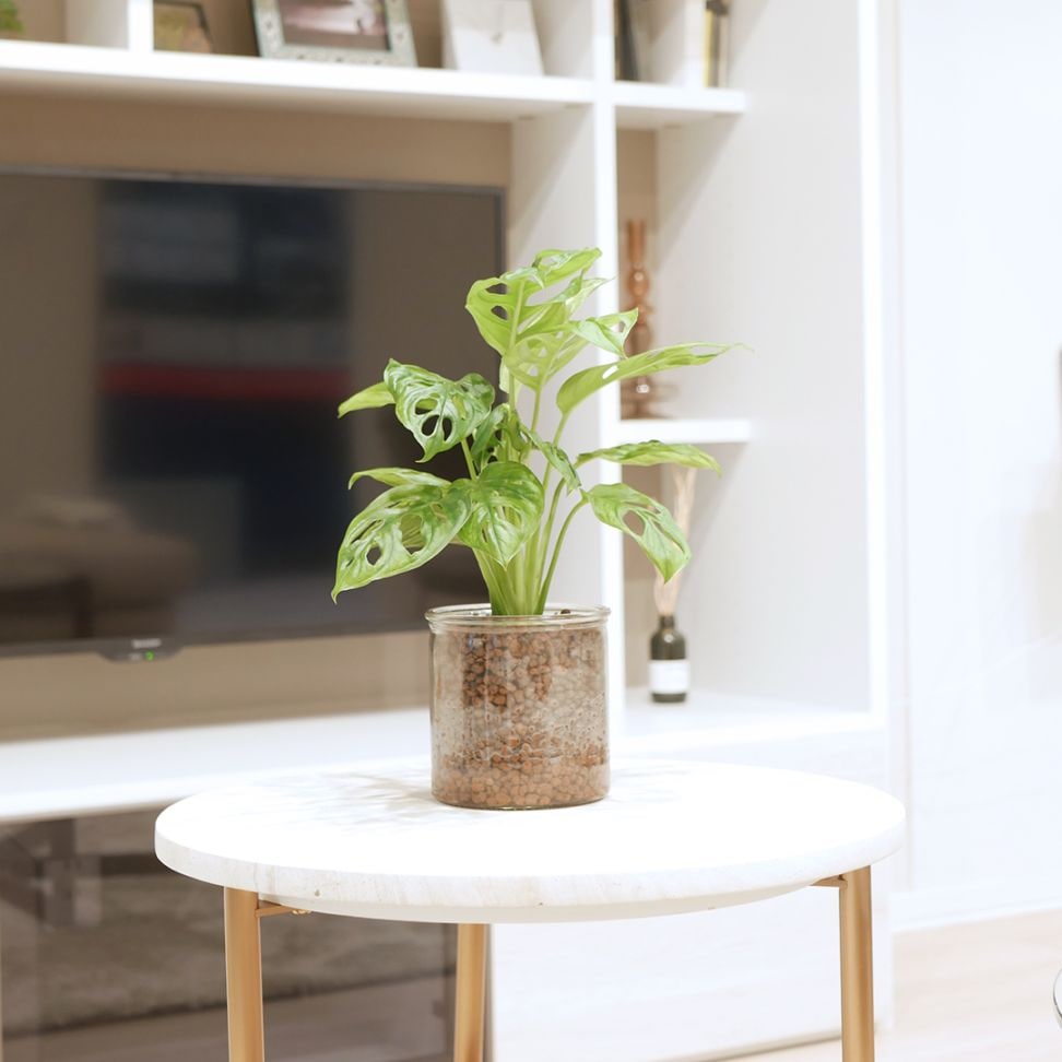 シリンダーベース1212　ハイドロコーン植え　【マドカズラ】