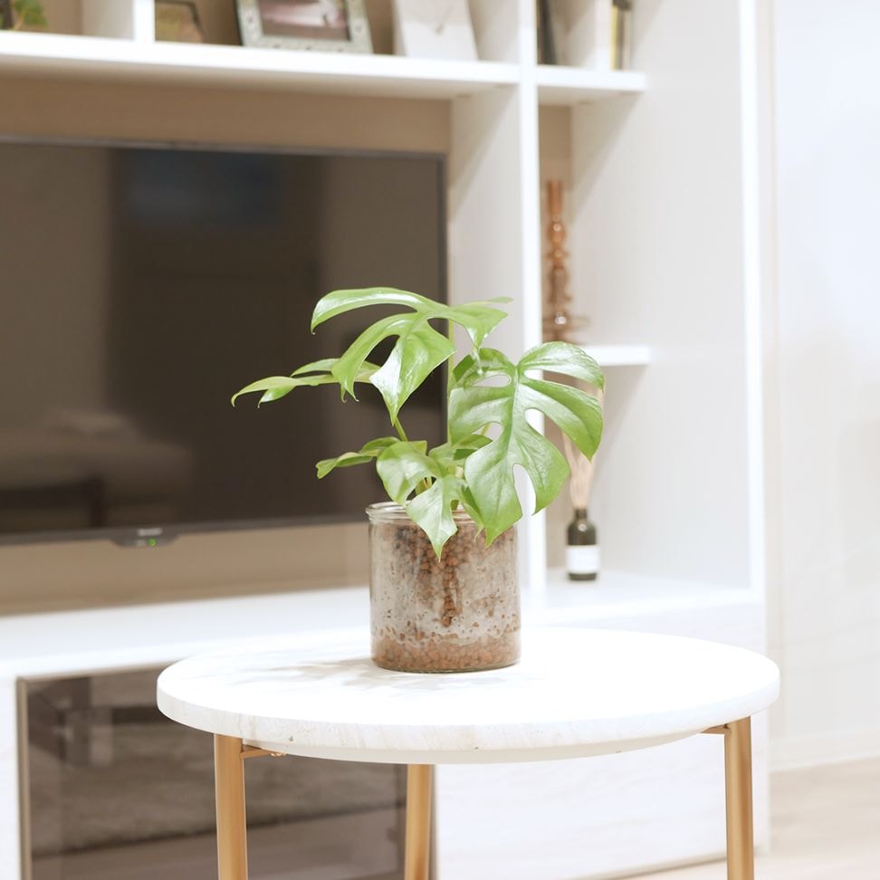 シリンダーベース1212　ハイドロコーン植え　【ヒメモンステラ】