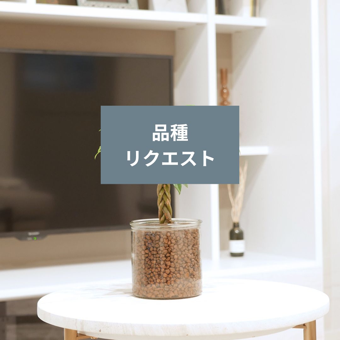 シリンダーベース1212 ハイドロコーン植え 【品種リクエスト】