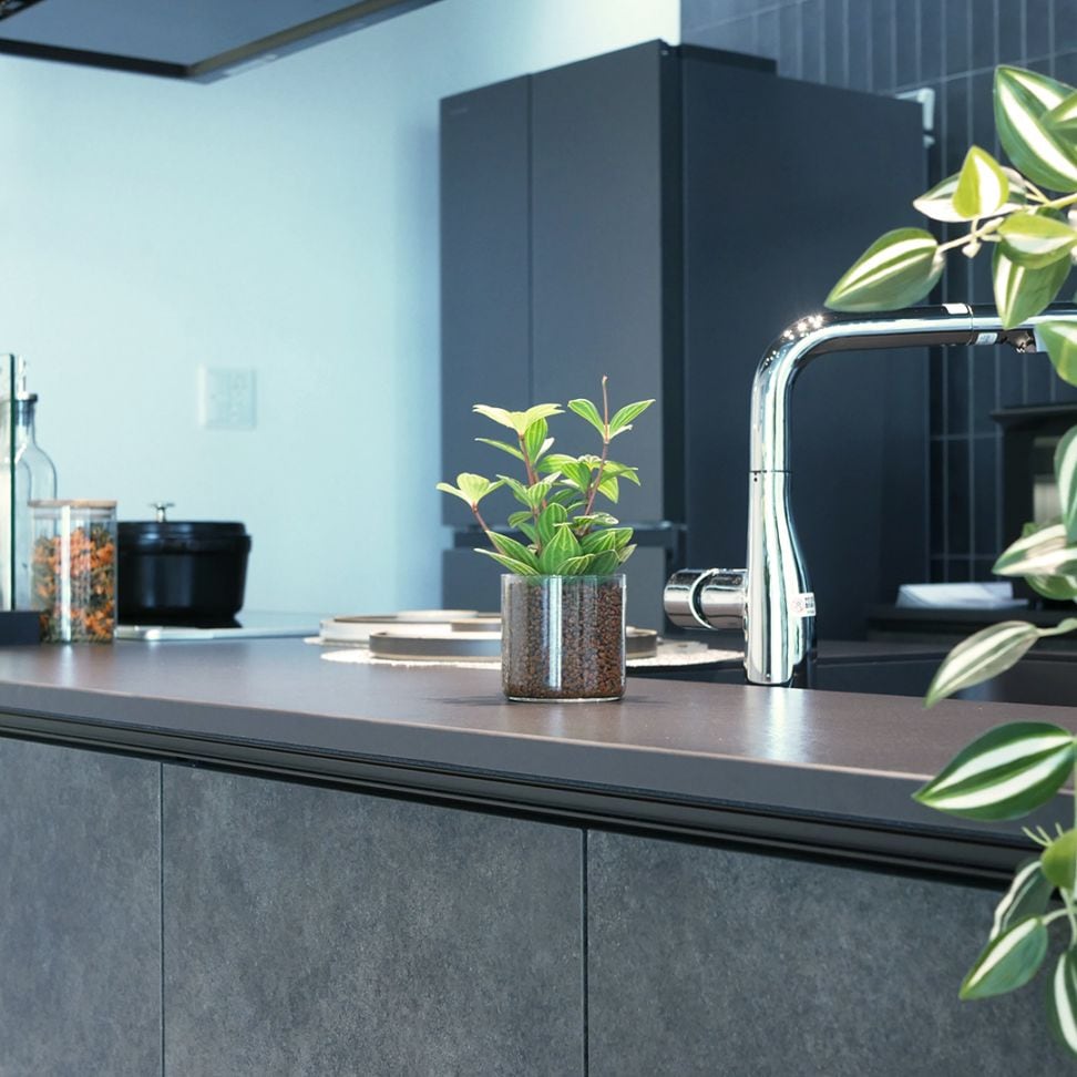 サークル80　ハイドロコーン植え【ペペロミア　プテオラタ】