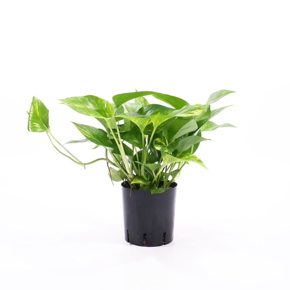 NS-4苗（12Φ・4号）ポトス　ゴールド