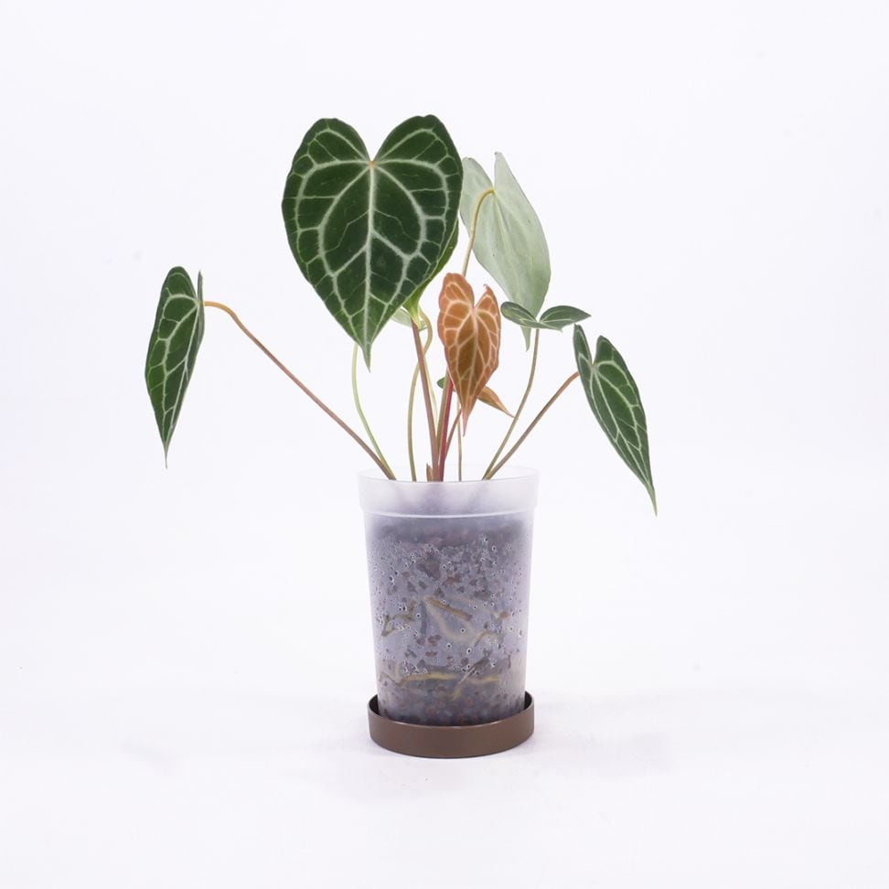 ハイドロ9.0cmL苗フロストポット皿付【アンスリウム・クラリネルビウム】