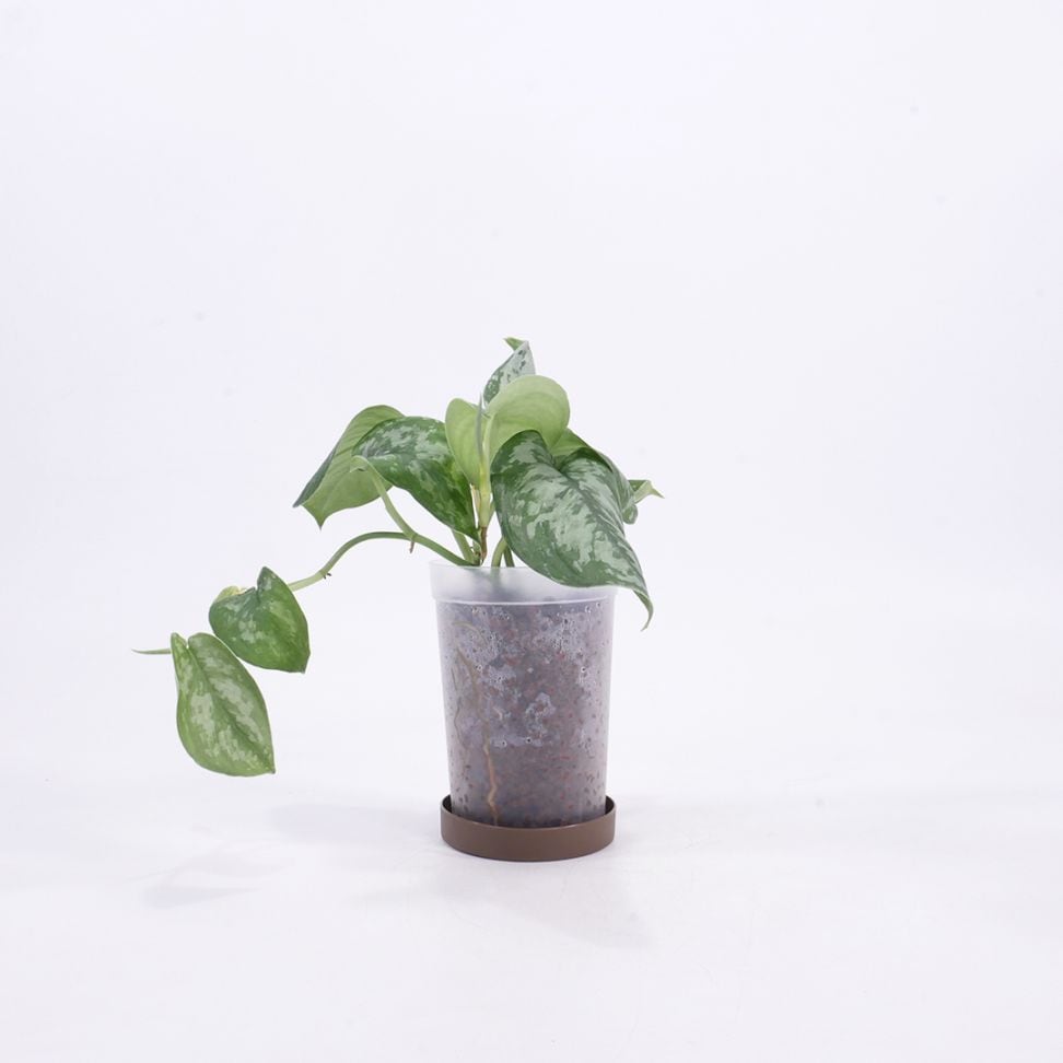 ハイドロ9.0cmL苗フロストポット皿付【スキンダプサス・ピクタス'トレビー'】