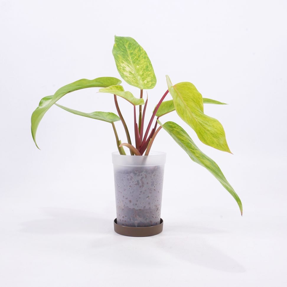 ハイドロ9.0cmL苗フロストポット皿付【フィロデンドロン'ペインテット レディ'】