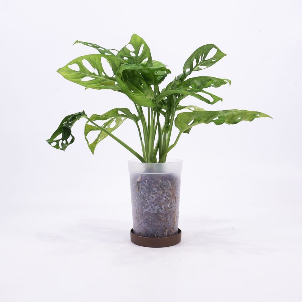 ハイドロ9.0cmL苗フロストポット皿付【マドカズラ】