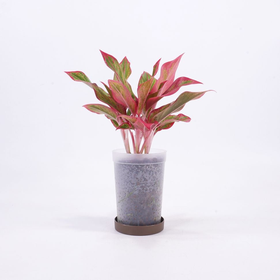 ハイドロ9.0cmL苗フロストポット皿付【アグラオネマ 'サイアムオーロラ'】