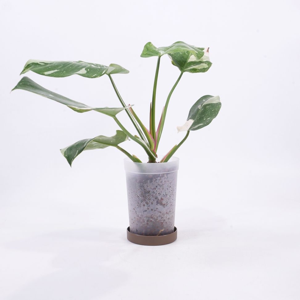 ハイドロ9.0cmL苗フロストポット皿付【フィロデンドロン 'ホワイト プリンセス'】