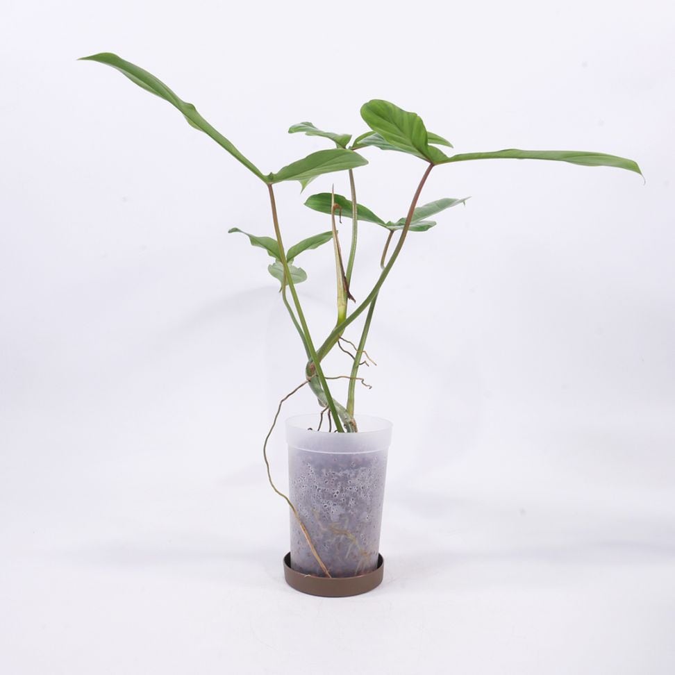 ハイドロ9.0cmL苗フロストポット皿付【フィロデンドロン sp '69686'】