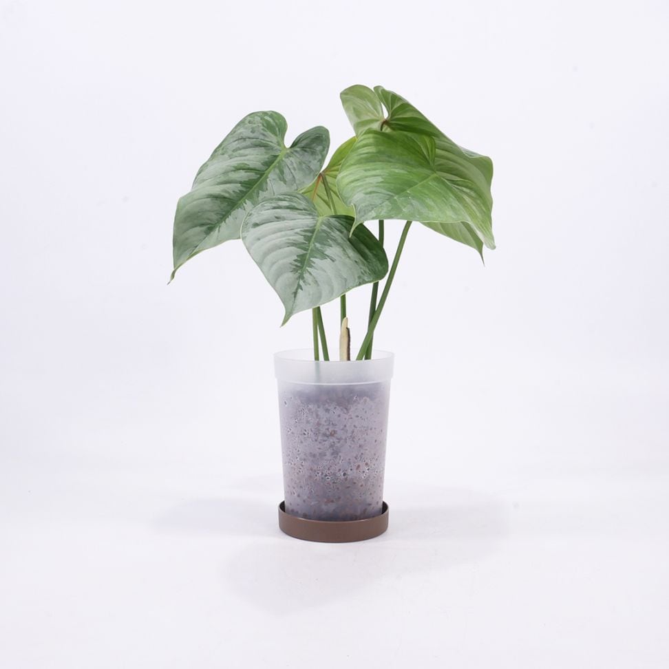 ハイドロ9.0cmL苗フロストポット皿付【フィロデンドロン・ソディロイ】