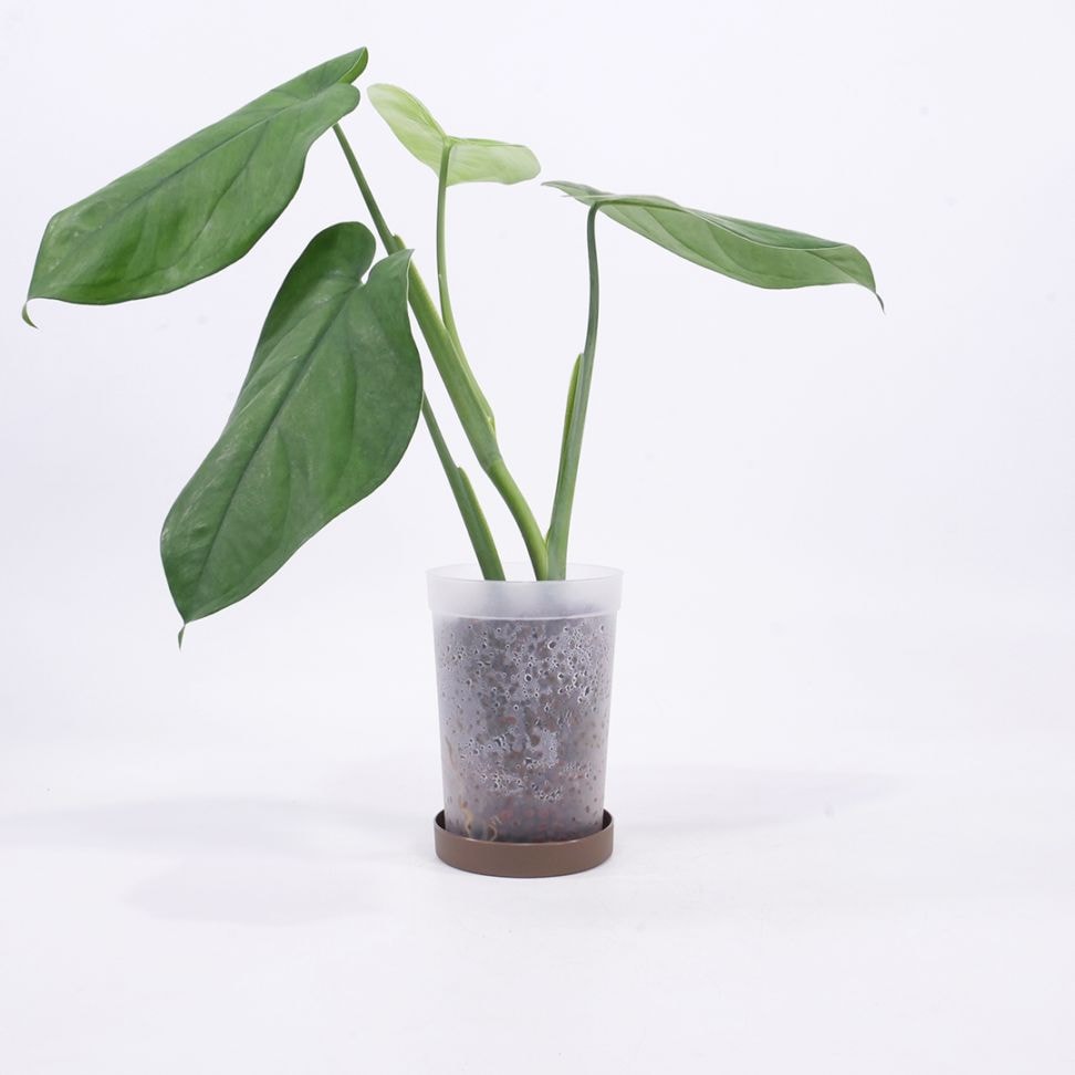 ハイドロ9.0cmL苗フロストポット皿付【シンゴニウム・チアペンセ】