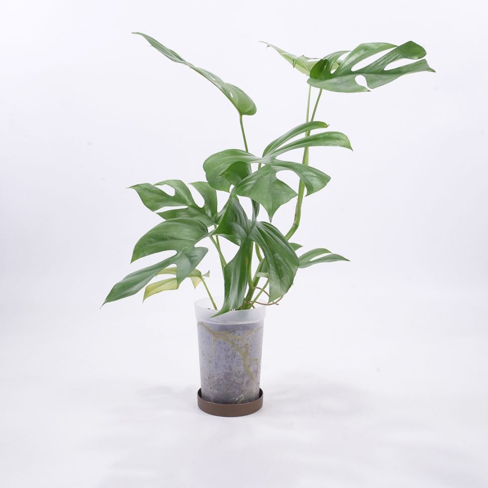 ハイドロ9.0cmL苗フロストポット皿付【ヒメモンステラ（ラフィドフォラ・テトラスペルマ）】