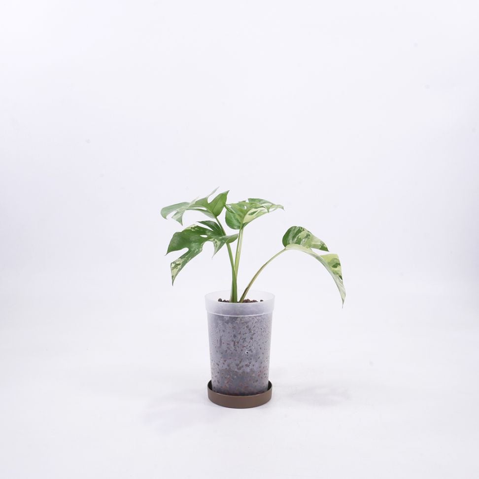 ハイドロ9.0cmL苗フロストポット皿付【ヒメモンステラ（ラフィドフォラ・テトラスペルマ）白斑】