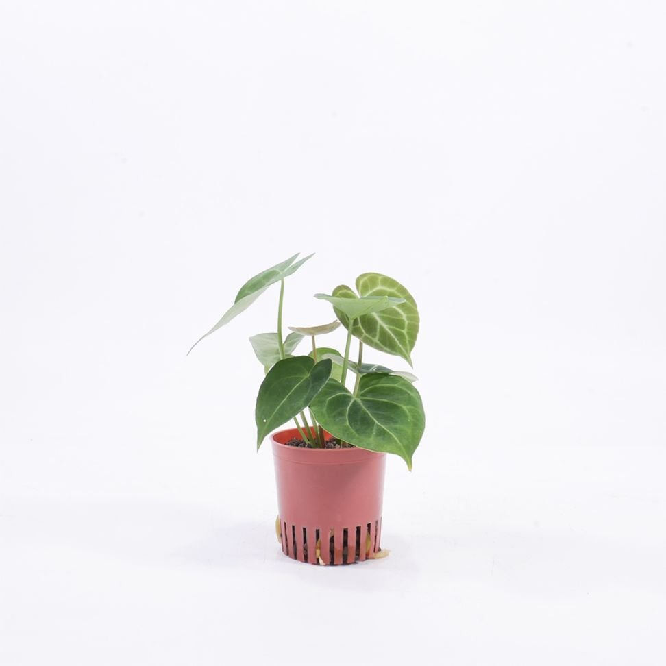 商品一覧,苗木,ハイミニ苗（3号・9φ） | HAOMIRU