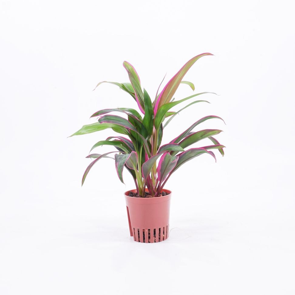 ハイミニ苗（9Φ・３号）コルジリネ　レッドエッジ