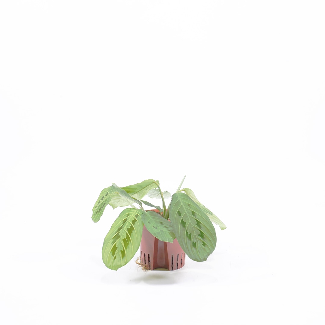 ハイミニ苗（9Φ・３号）マランタ・レウコネウラ　レモンライム