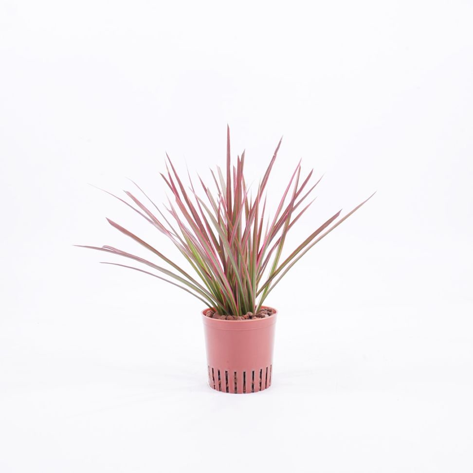 ハイミニ苗（9Φ・３号）ドラセナ マジナータ レインボー（天芽）