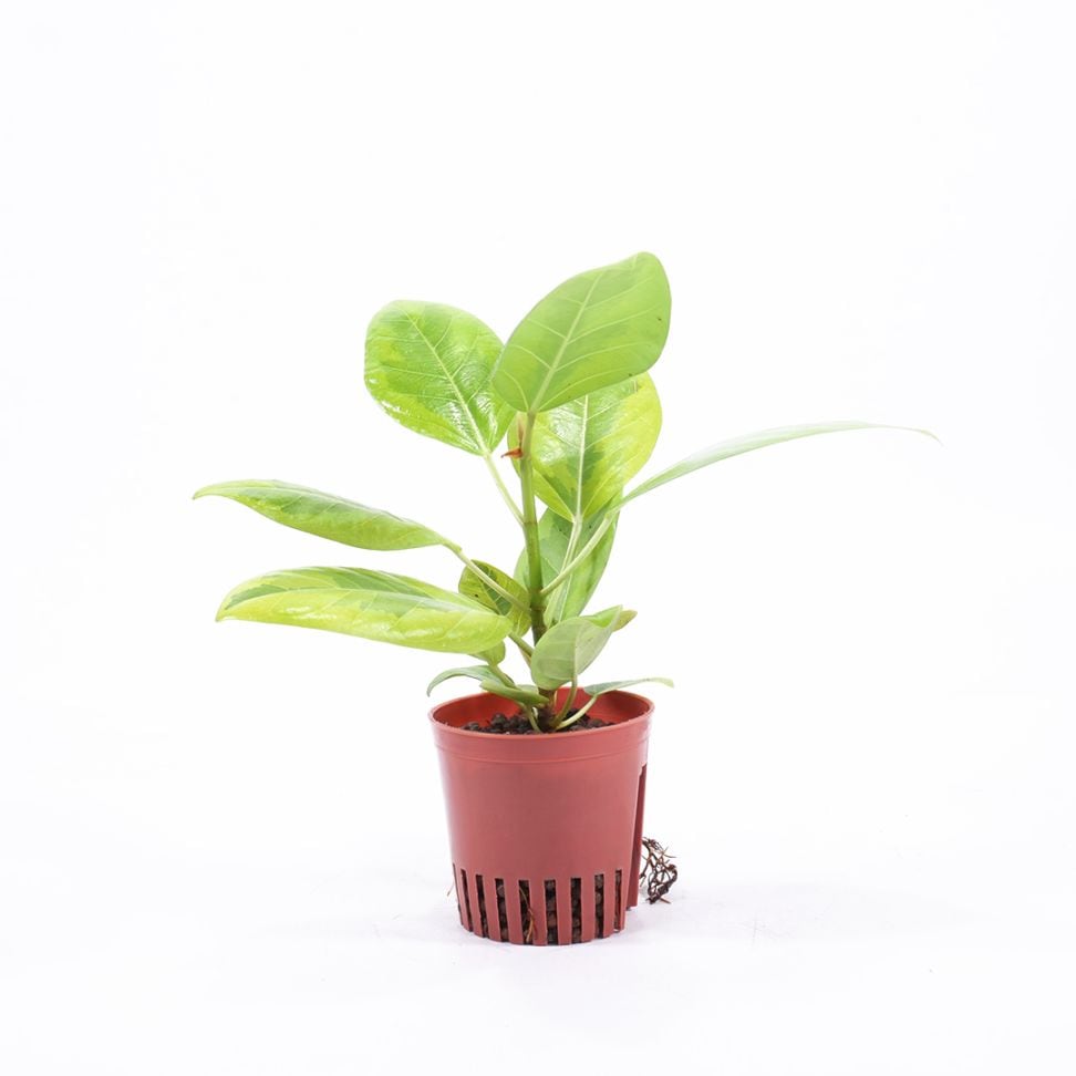 ハイミニ苗（9Φ・３号）　フィカス　アルテシマ　バリエガータ