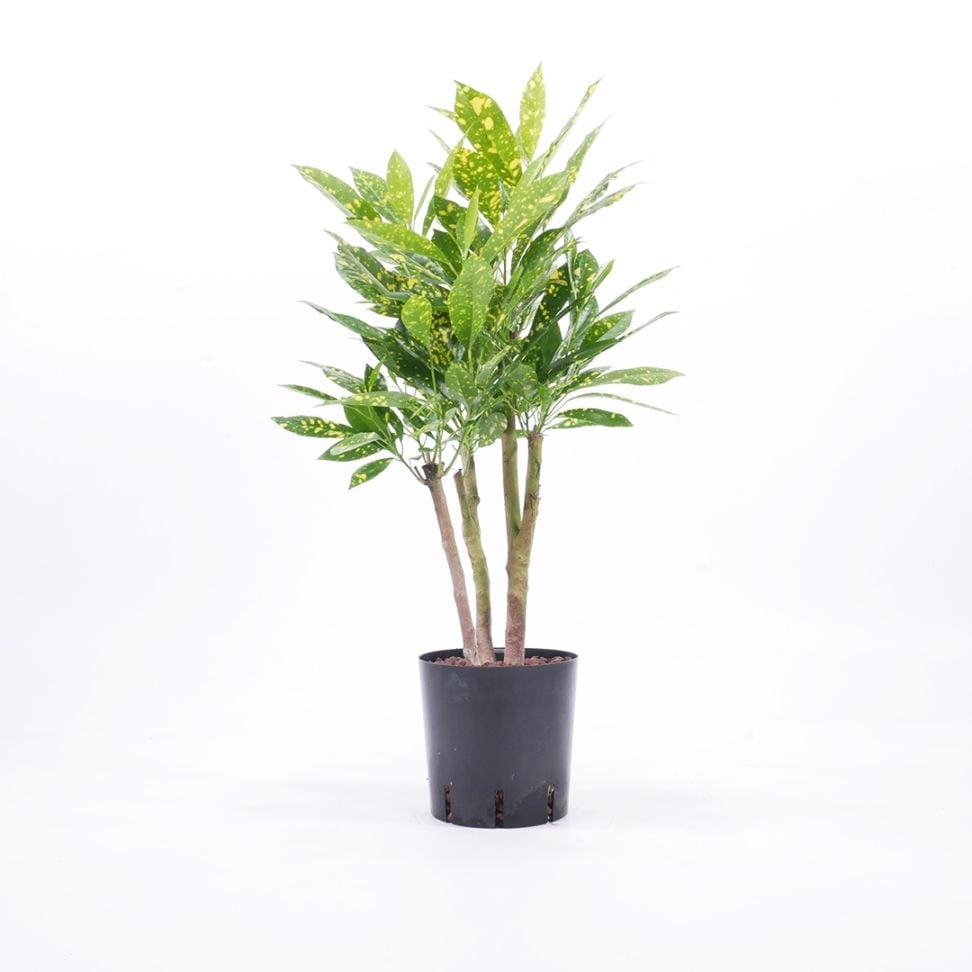 NS-4苗（12Φ・4号） クロトン　アキュビフォリア