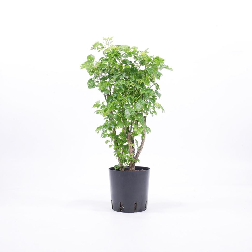 NS-4苗（12Φ・4号）ポリシャス バタフライ