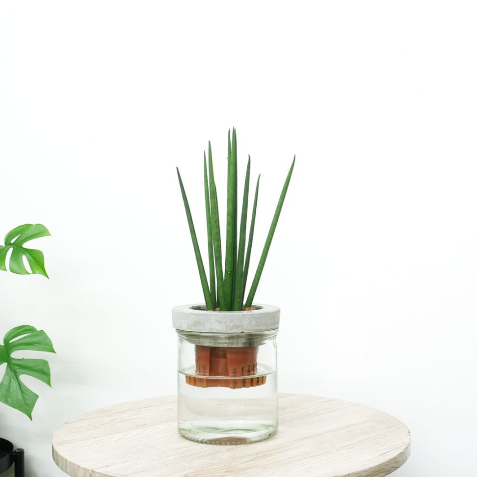 NEOモルタルシリンダー【サンセベリア　バキュラリス】